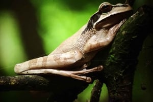 Manuel Antonion kansallispuisto – kuljetus ja lippu sisältyvät hintaan