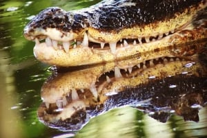 Manuel Antonion kansallispuisto – kuljetus ja lippu sisältyvät hintaan