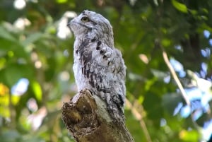 Manuel Antonion kansallispuisto – kuljetus ja lippu sisältyvät hintaan