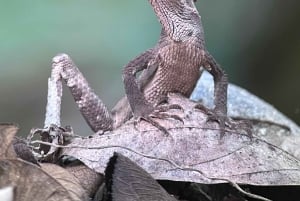 Manuel Antonion kansallispuisto – kuljetus ja lippu sisältyvät hintaan