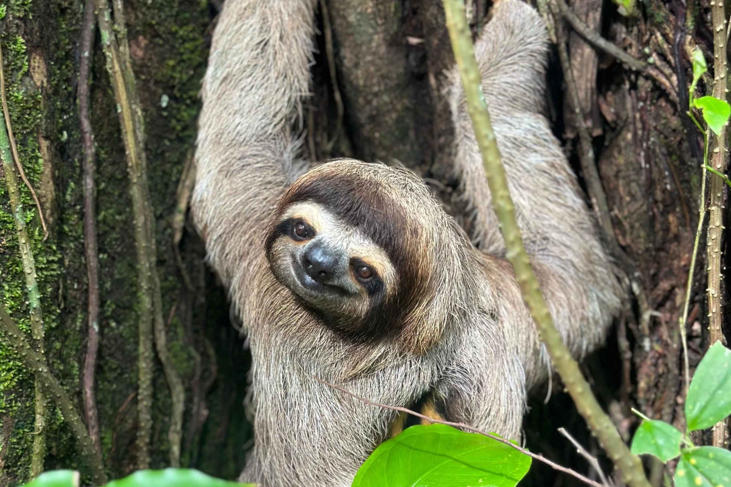 Parco nazionale Manuel Antonio: tour guidato a piedi