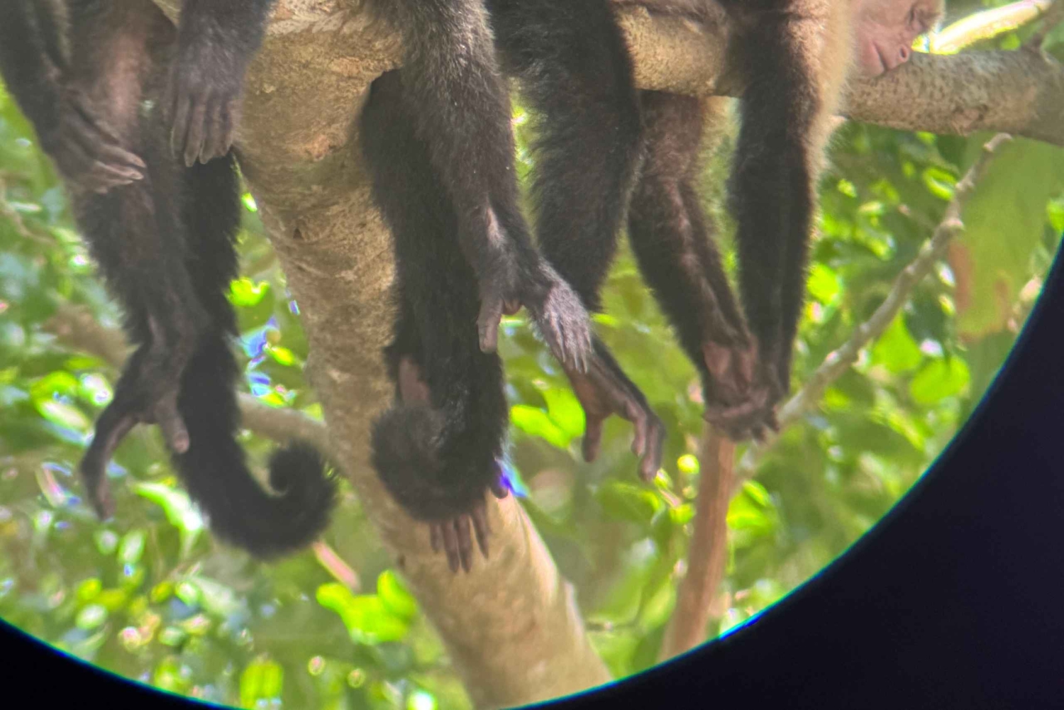 Parco nazionale Manuel Antonio: tour guidato a piedi