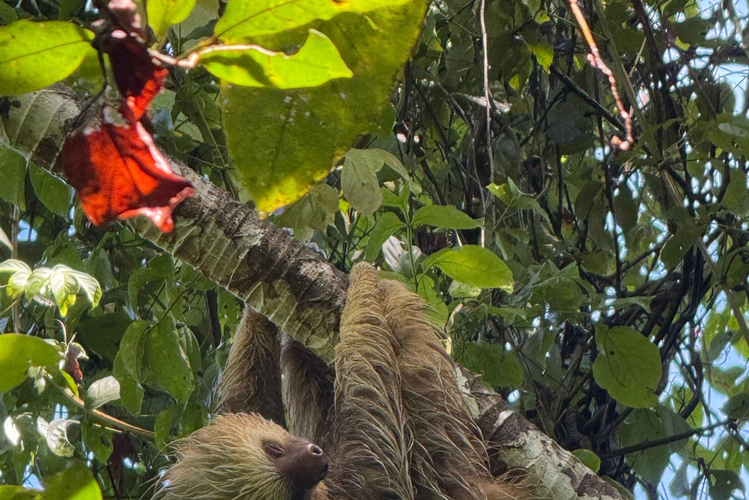 Parco nazionale Manuel Antonio: tour guidato a piedi