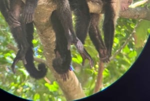 Parco nazionale Manuel Antonio: tour guidato a piedi