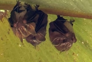 Parco nazionale Manuel Antonio: tour guidato a piedi