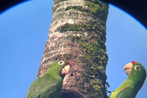 Parco nazionale Manuel Antonio: tour guidato a piedi