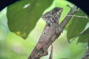 Parco nazionale Manuel Antonio: tour guidato a piedi