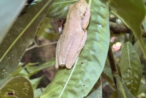 Parco nazionale Manuel Antonio: tour guidato a piedi