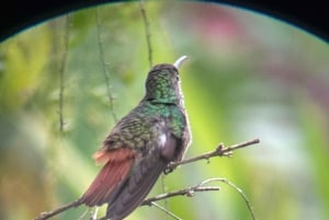 Parco nazionale Manuel Antonio: tour guidato a piedi