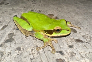 Parco nazionale Manuel Antonio: tour guidato a piedi