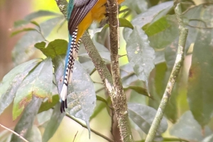 Parco nazionale Manuel Antonio: tour guidato a piedi