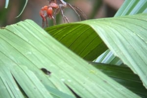 Parco nazionale Manuel Antonio: tour guidato a piedi