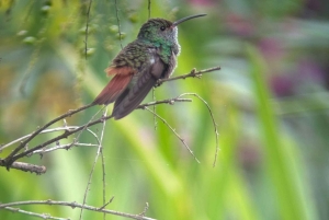Parco nazionale Manuel Antonio: tour guidato a piedi