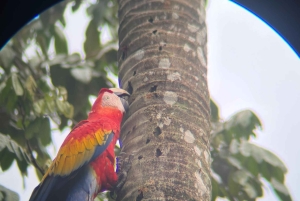 Parco nazionale Manuel Antonio: tour guidato a piedi