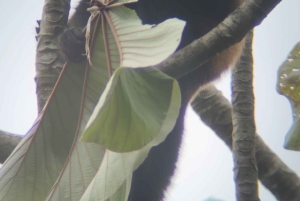 Parco nazionale Manuel Antonio: tour guidato a piedi