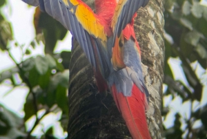 Parco nazionale Manuel Antonio: tour guidato a piedi