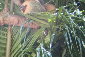 Parco nazionale Manuel Antonio: tour guidato a piedi