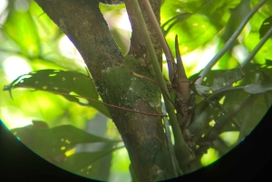 Parco nazionale Manuel Antonio: tour guidato a piedi