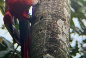 Parco nazionale Manuel Antonio: tour guidato a piedi