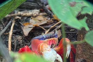 Parco nazionale Manuel Antonio: tour guidato a piedi