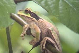 Parco nazionale Manuel Antonio: tour guidato a piedi