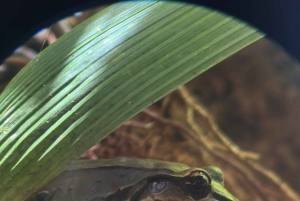 Parco nazionale Manuel Antonio: tour guidato a piedi