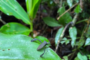 Parco nazionale Manuel Antonio: tour guidato a piedi
