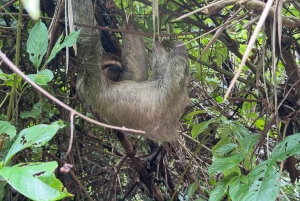 Parco nazionale Manuel Antonio: tour guidato a piedi