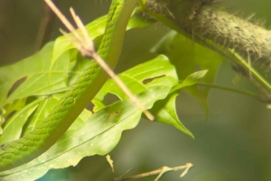 Parco nazionale Manuel Antonio: tour guidato a piedi