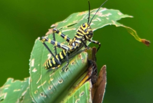 Parco nazionale Manuel Antonio: tour guidato a piedi