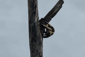 Parco nazionale Manuel Antonio: tour guidato a piedi
