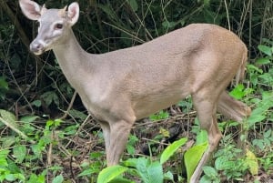Parco nazionale Manuel Antonio: tour guidato a piedi