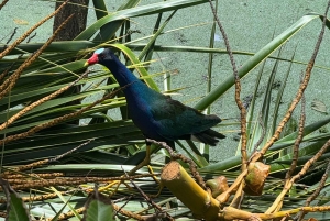 Parco nazionale Manuel Antonio: tour guidato a piedi