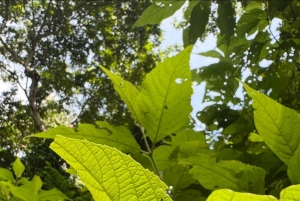 Parco nazionale Manuel Antonio: tour guidato a piedi