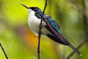 Parco nazionale Manuel Antonio: tour guidato a piedi