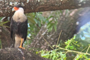 Parco nazionale Manuel Antonio: tour guidato a piedi