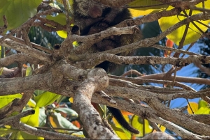 Parco nazionale Manuel Antonio: tour guidato a piedi