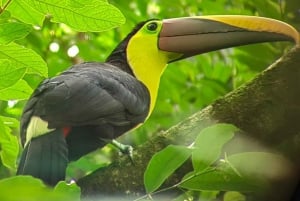 Parc national de Manuel Antonio ; visite à pied pour repérer les animaux