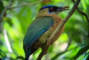 Parc national de Manuel Antonio ; visite à pied pour repérer les animaux