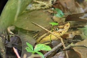 Park Narodowy Manuel Antonio; piesza wycieczka w poszukiwaniu zwierząt