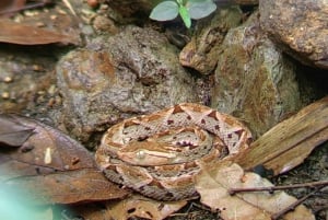 Parc national de Manuel Antonio ; visite à pied pour repérer les animaux