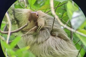 Park Narodowy Manuel Antonio; piesza wycieczka w poszukiwaniu zwierząt