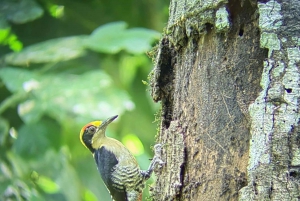 Park Narodowy Manuel Antonio; piesza wycieczka w poszukiwaniu zwierząt