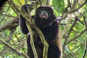 Parc national de Manuel Antonio ; visite à pied pour repérer les animaux