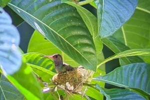 Parc national de Manuel Antonio ; visite à pied pour repérer les animaux