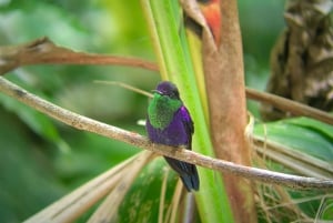 Manuel Antonio Park: Guided Tour to see animals & beach time