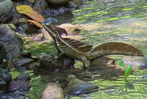 Manuel Antonio Park: Guided Tour to see animals & beach time