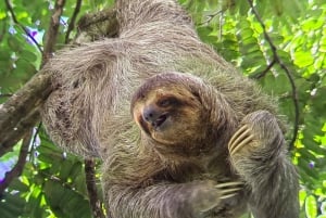 Manuel Antonio Park: Guided Tour to see animals & beach time