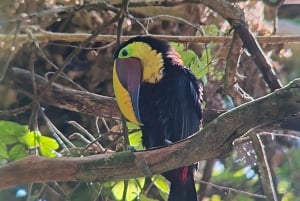 Manuel Antonio National Park: Wildlife-Watching Guided Tour