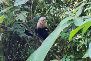 Manuel Antonio National Park: Wildlife-Watching Guided Tour